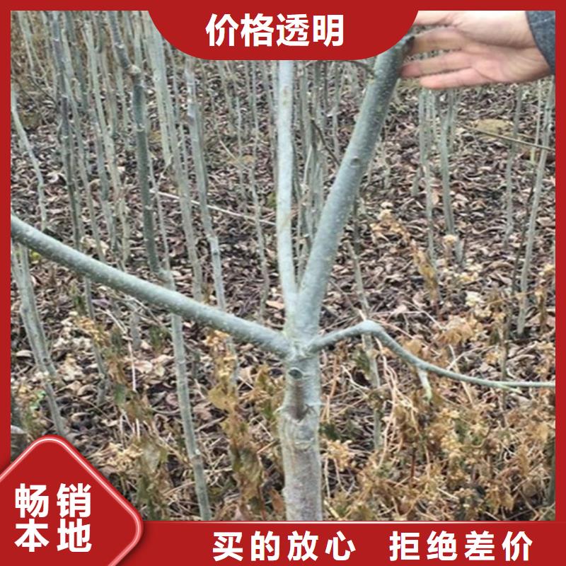 杏树苗-视频-河南省|新乡|漯河|三门峡|安阳|驻马店|商丘|平顶山杏树苗-轩园