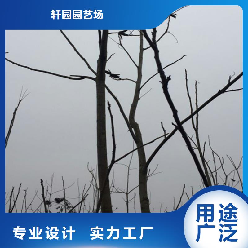 杏树苗-视频-河南省|新乡|漯河|三门峡|安阳|驻马店|商丘|平顶山杏树苗-轩园
