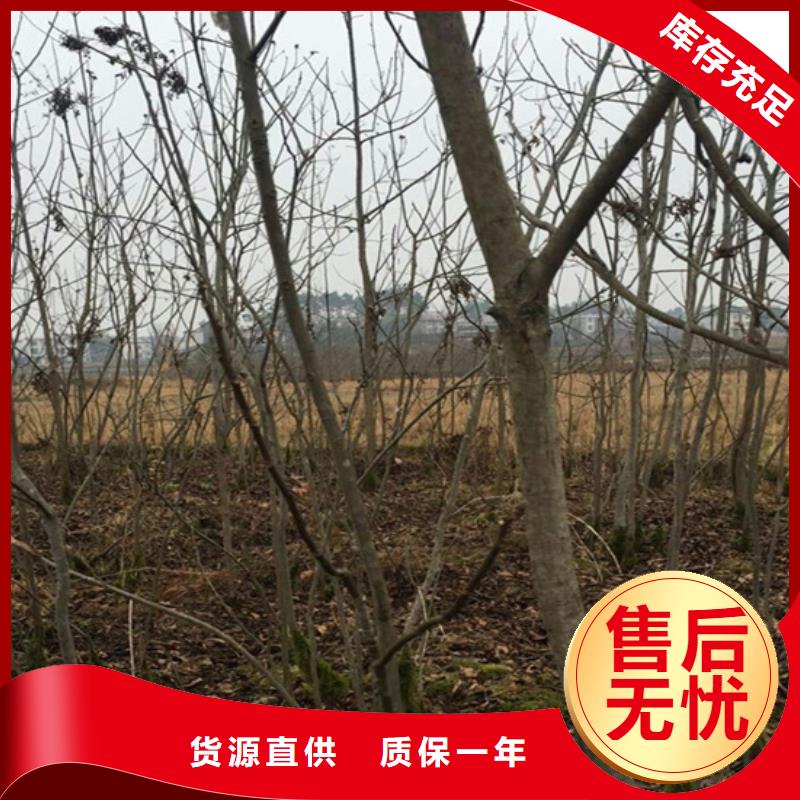 杏树苗-视频-河南省|新乡|漯河|三门峡|安阳|驻马店|商丘|平顶山杏树苗-轩园