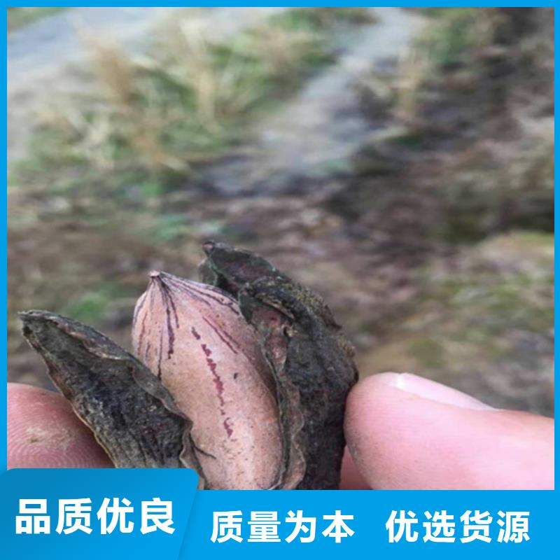 碧根果_梨树苗用心制造