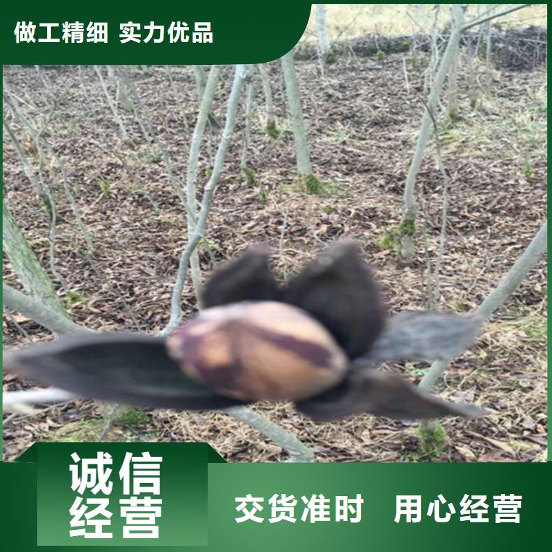 杏树苗-视频-杏树苗(轩园)覆盖地域云南省红河市开远|泸西|西双版纳|德宏|丽江|临沧|保山