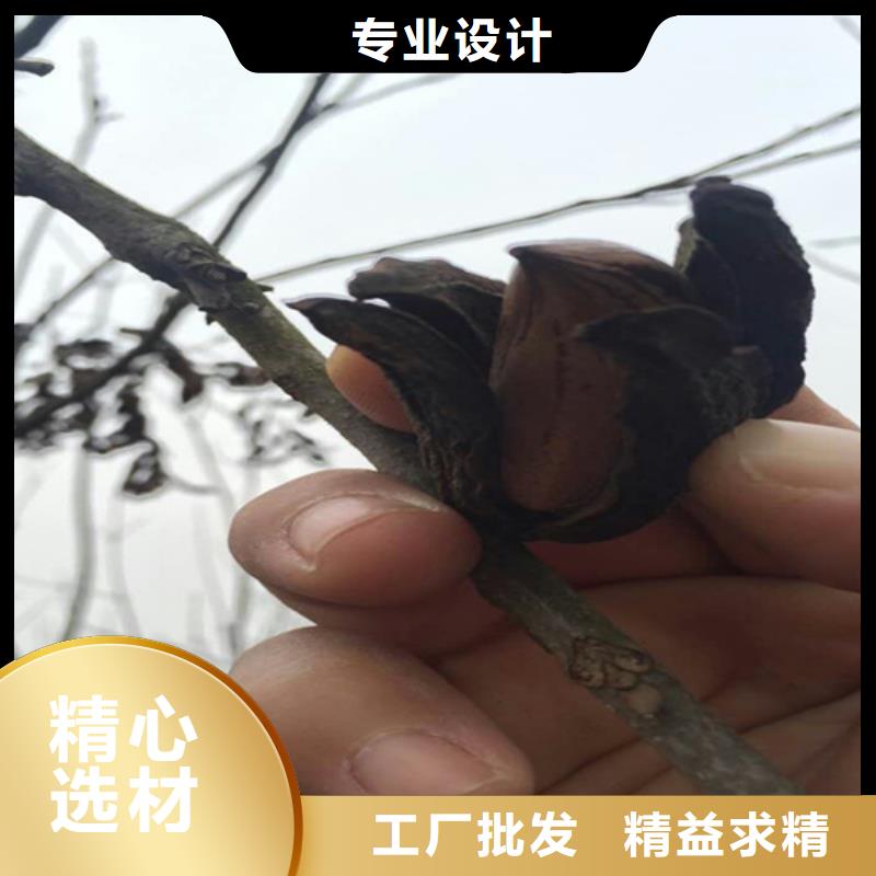 碧根果西瓜苗发货及时