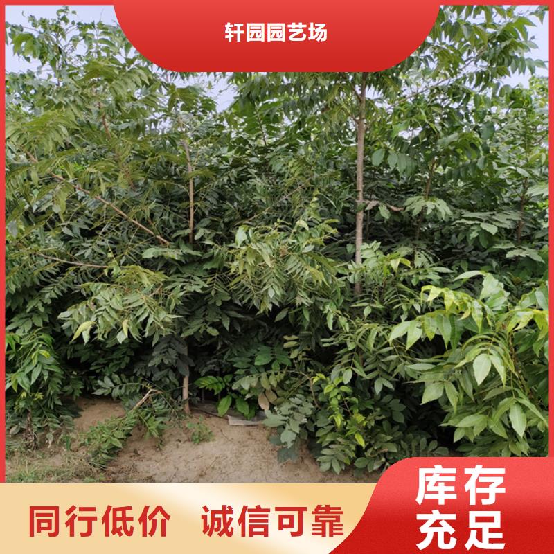 碧根果红石榴苗基地厂诚信经营