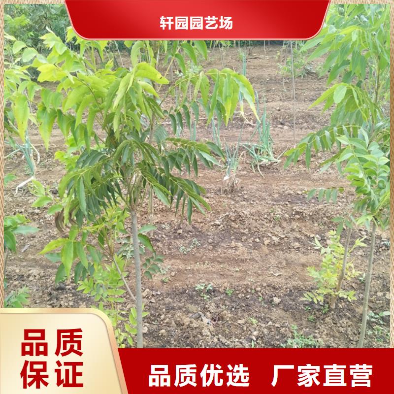 碧根果_梨树苗用心制造