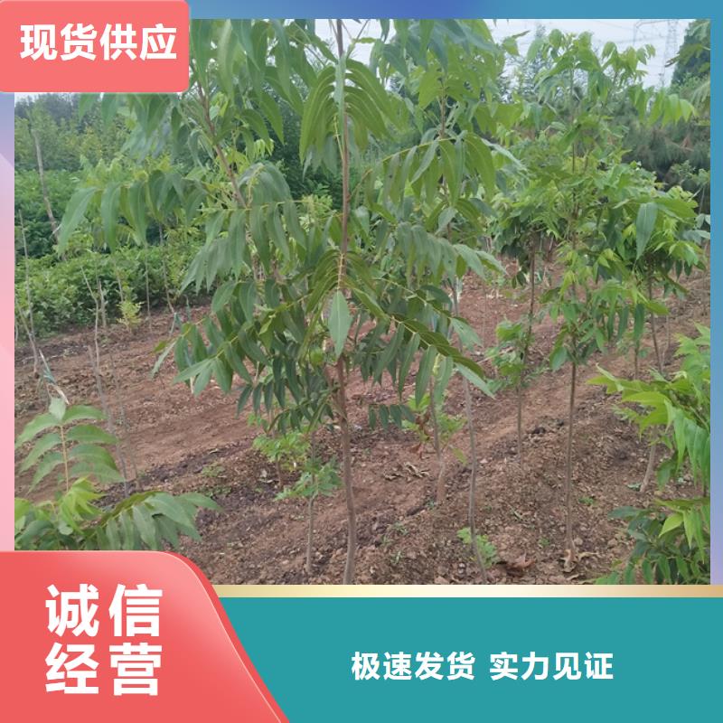 杏树苗-视频-杏树苗(轩园)覆盖地域云南省红河市开远|泸西|西双版纳|德宏|丽江|临沧|保山