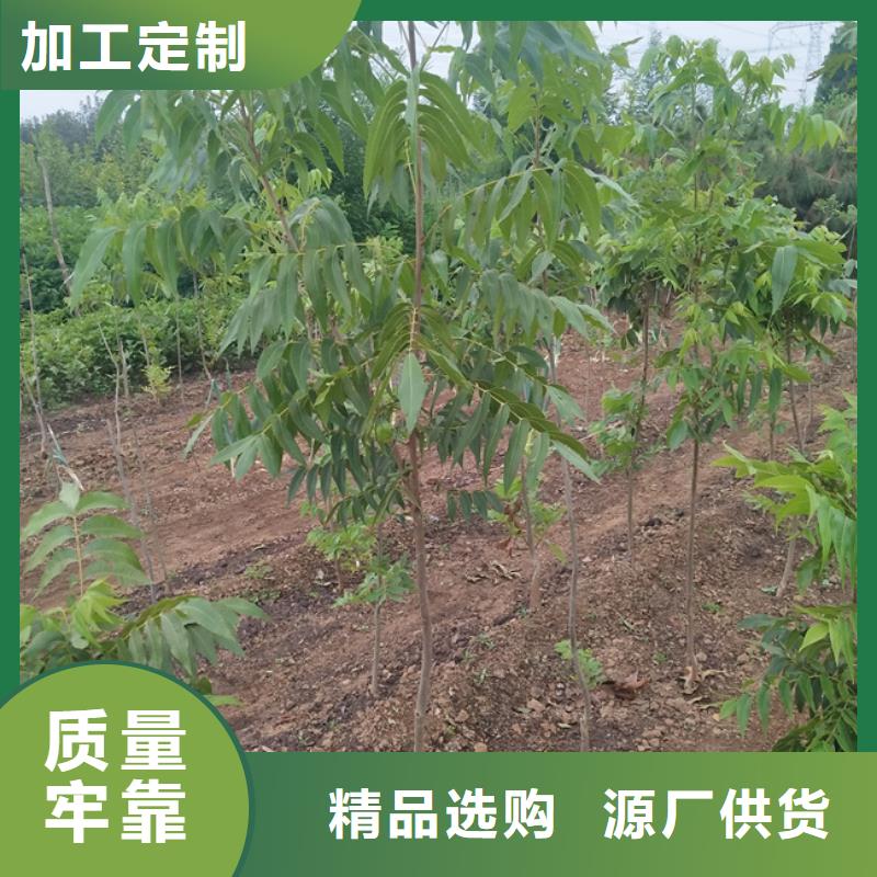 碧根果红石榴苗基地厂诚信经营