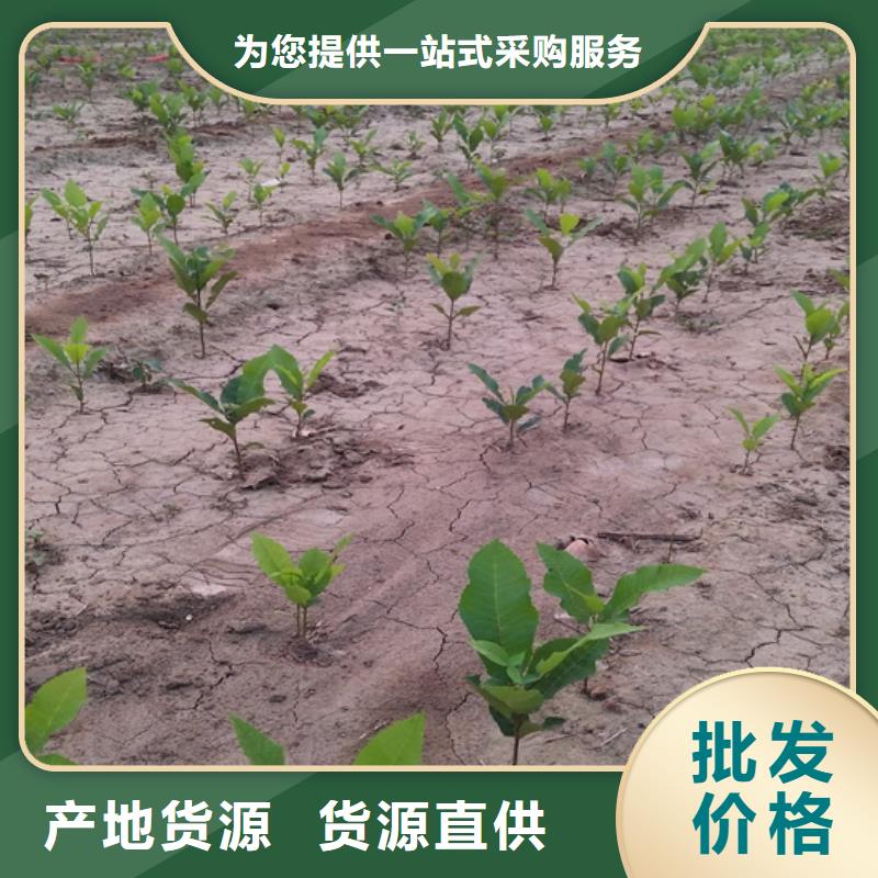 碧根果-嘎啦苹果高标准高品质