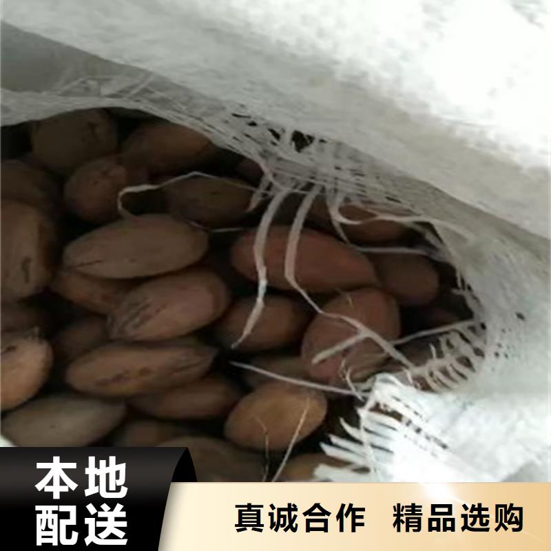 碧根果西瓜苗发货及时
