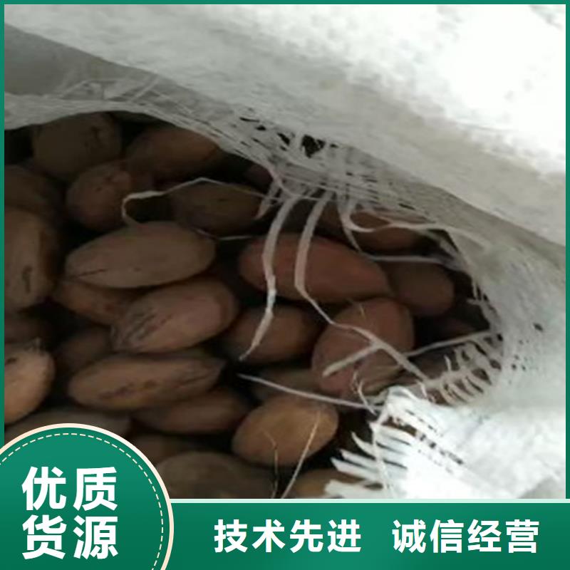 杏树苗-视频-杏树苗(轩园)覆盖地域云南省红河市开远|泸西|西双版纳|德宏|丽江|临沧|保山