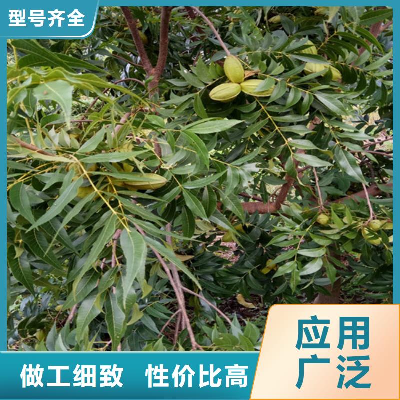 碧根果樱桃苗品质商家