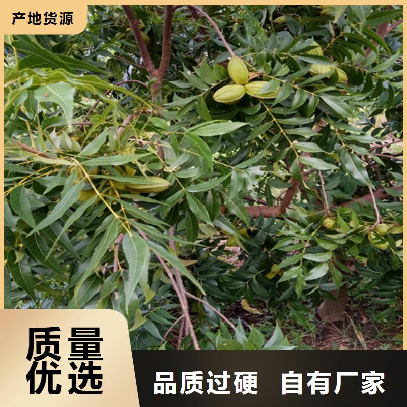 碧根果西瓜苗发货及时
