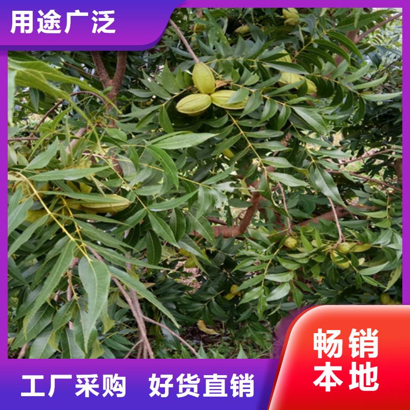 碧根果西瓜苗发货及时