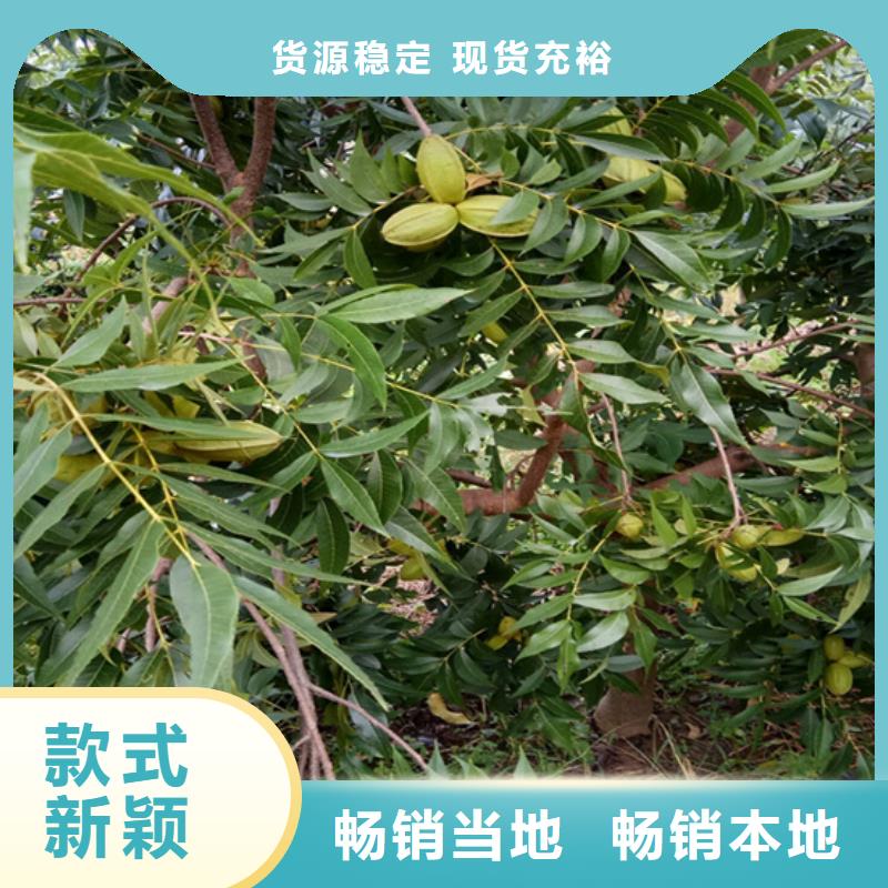 碧根果樱桃苗品质商家