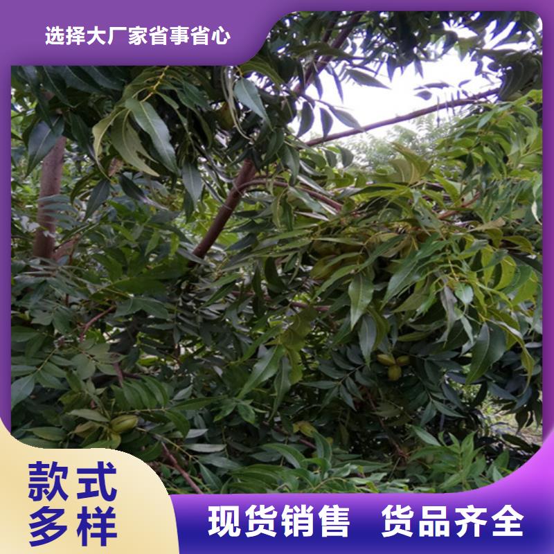 碧根果西瓜苗发货及时