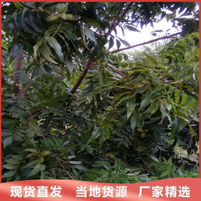 碧根果樱桃苗品质商家