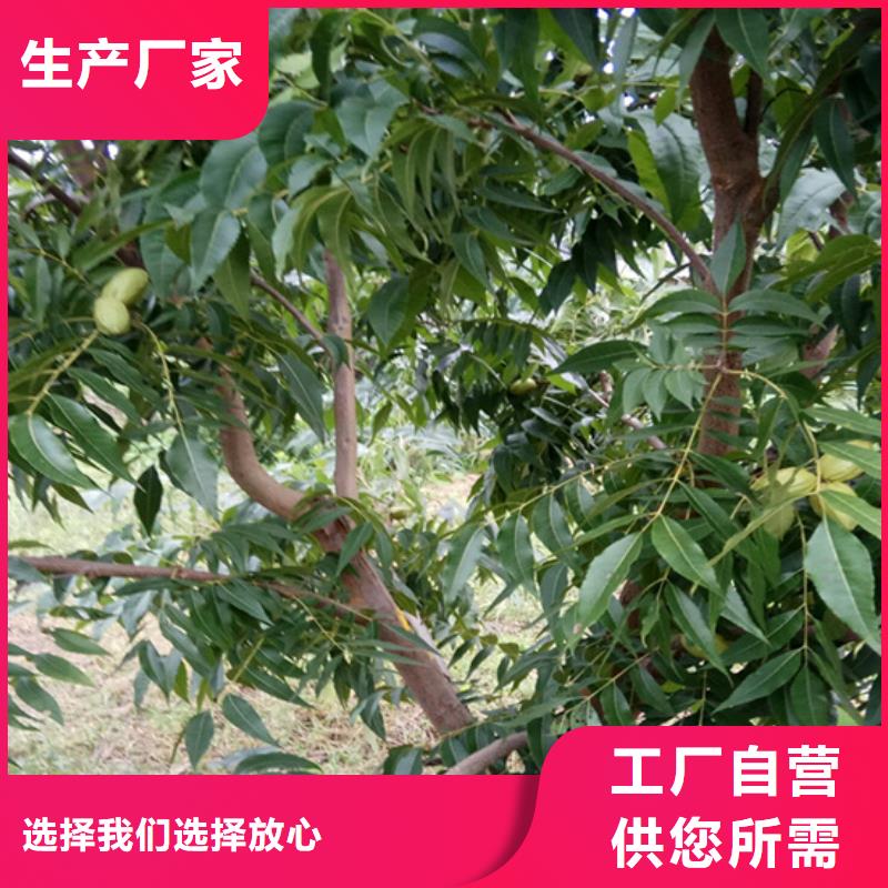 碧根果樱桃苗品质商家