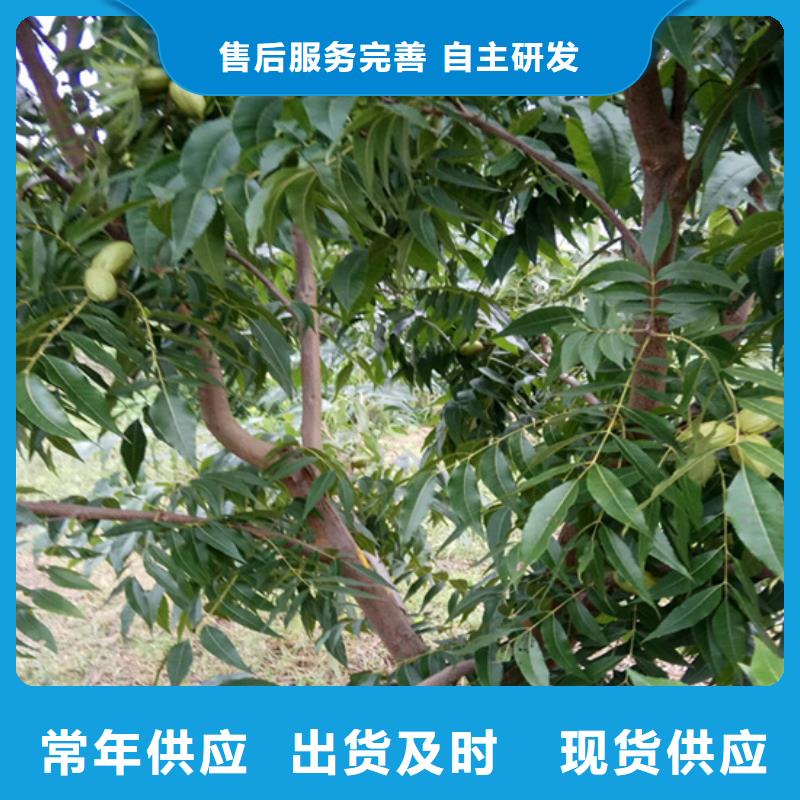 碧根果西瓜苗发货及时