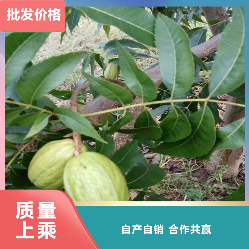 碧根果樱桃苗品质商家