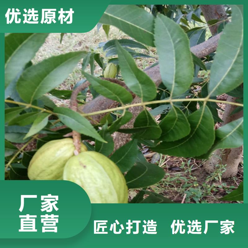 碧根果西瓜苗发货及时