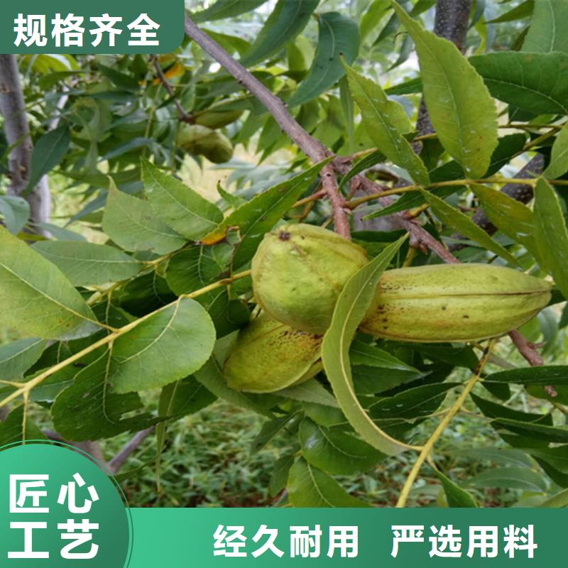 碧根果西瓜苗发货及时
