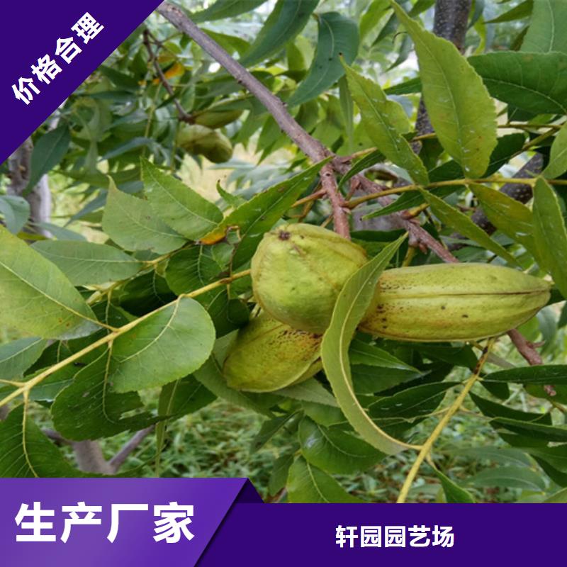 碧根果樱桃苗品质商家