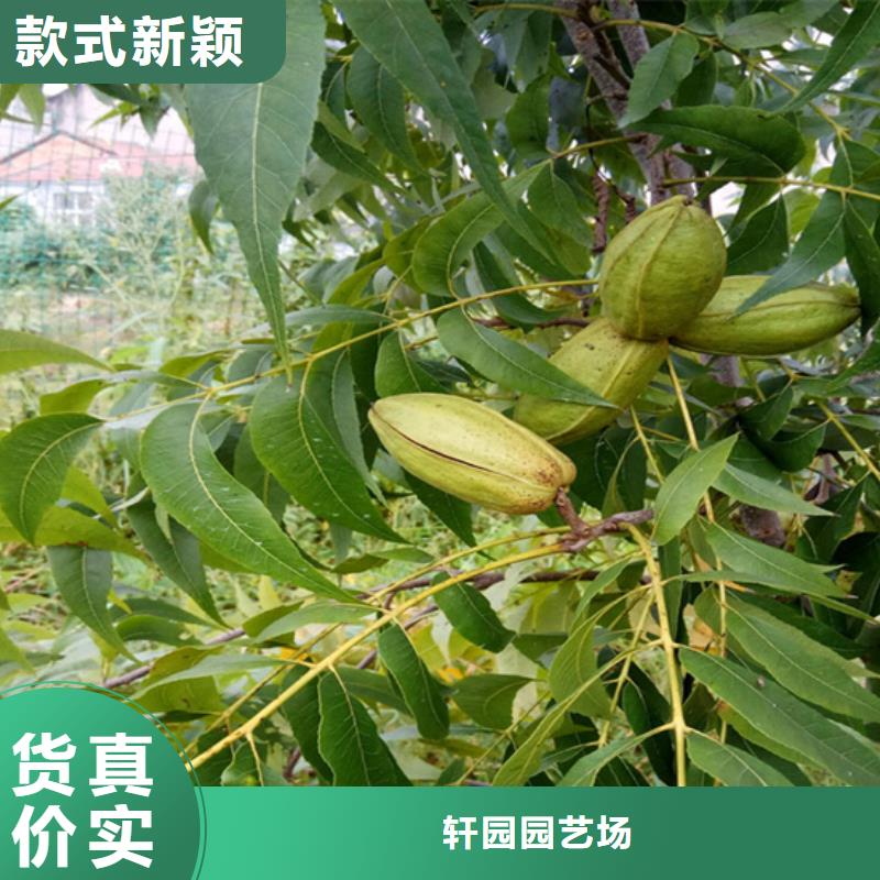 碧根果_梨树苗用心制造