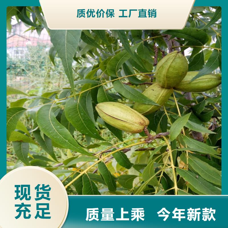 碧根果西瓜苗发货及时
