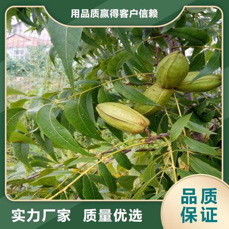碧根果樱桃苗品质商家