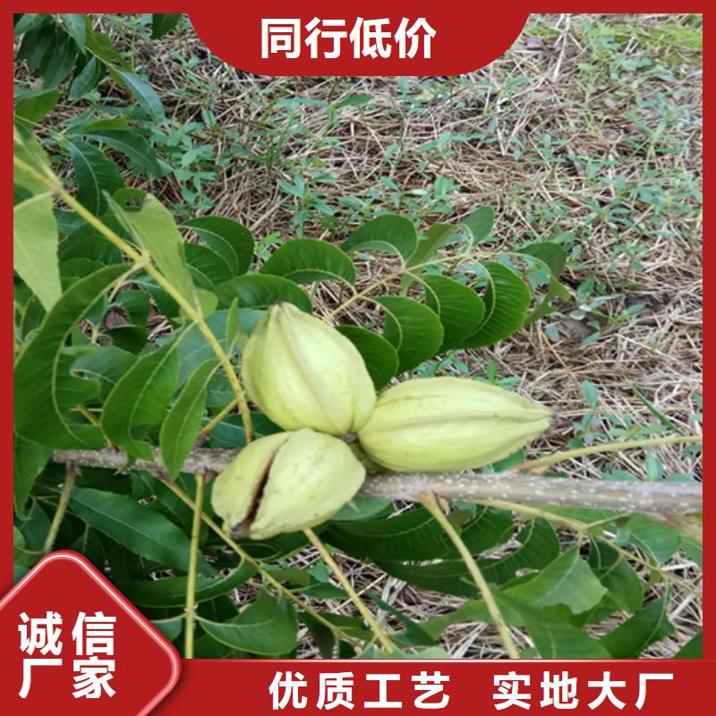 碧根果樱桃苗品质商家