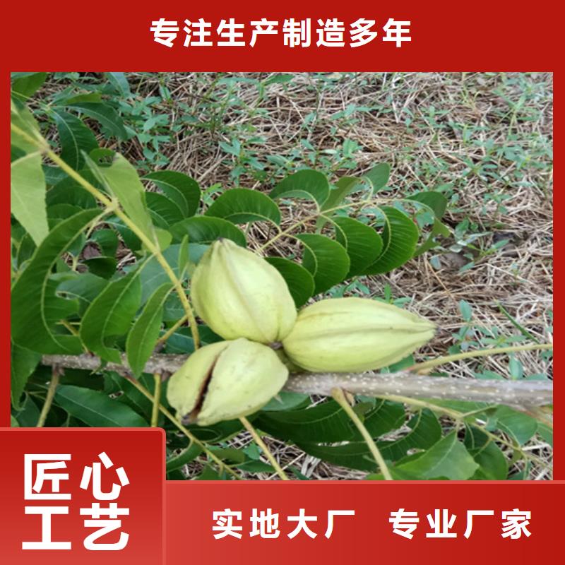 碧根果西瓜苗发货及时