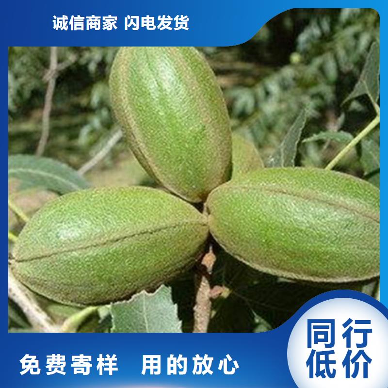 碧根果樱桃苗品质商家