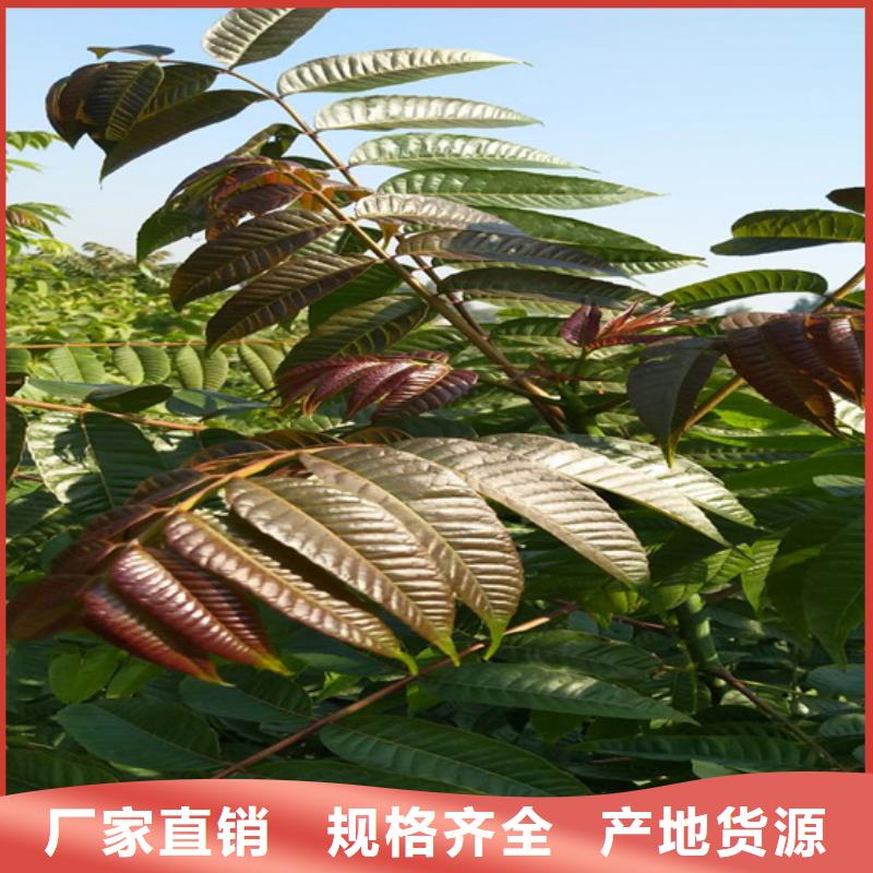 香椿-板栗苗专业完善售后