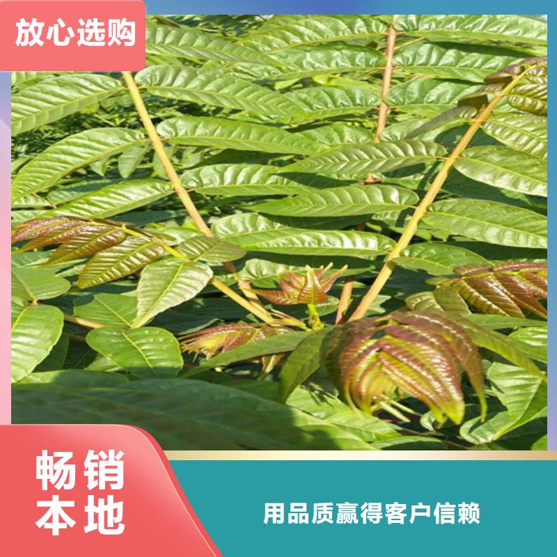香椿-板栗苗专业完善售后