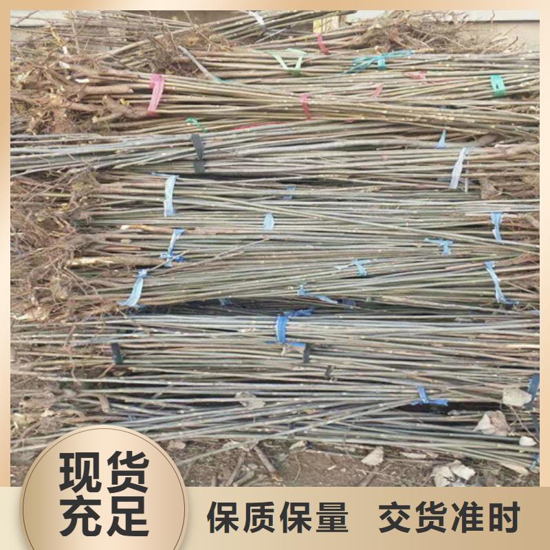 香椿-板栗苗专业完善售后