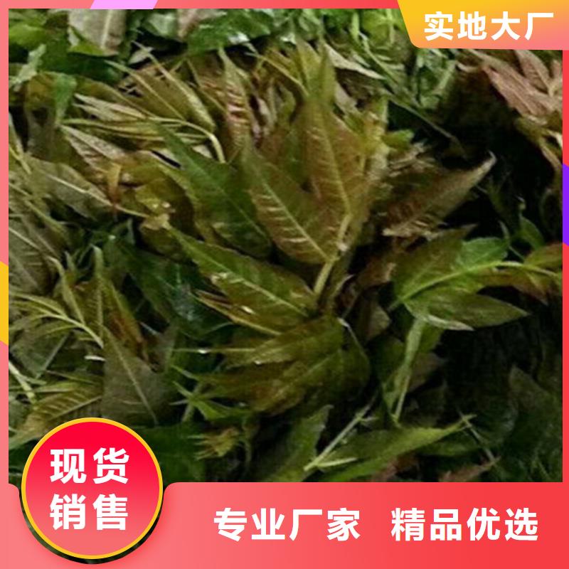 杏树苗-视频-河北省邯郸市|肥乡|涉县|秦皇岛|石家庄|保定|张家口|邢台|沧州|承德杏树苗-轩园
