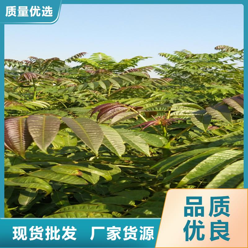 杏树苗-视频-河北省邯郸市|肥乡|涉县|秦皇岛|石家庄|保定|张家口|邢台|沧州|承德杏树苗-轩园