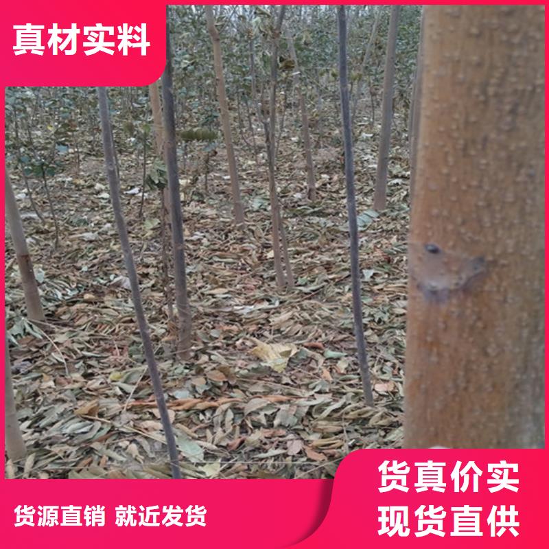 香椿嘎啦苹果品质服务诚信为本