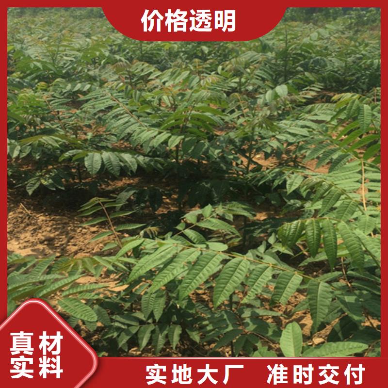 杏树苗-视频-河北省邯郸市|肥乡|涉县|秦皇岛|石家庄|保定|张家口|邢台|沧州|承德杏树苗-轩园