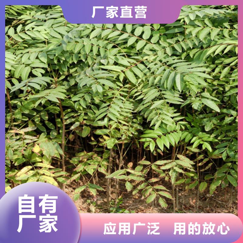 杏树苗-视频-河北省邯郸市|肥乡|涉县|秦皇岛|石家庄|保定|张家口|邢台|沧州|承德杏树苗-轩园