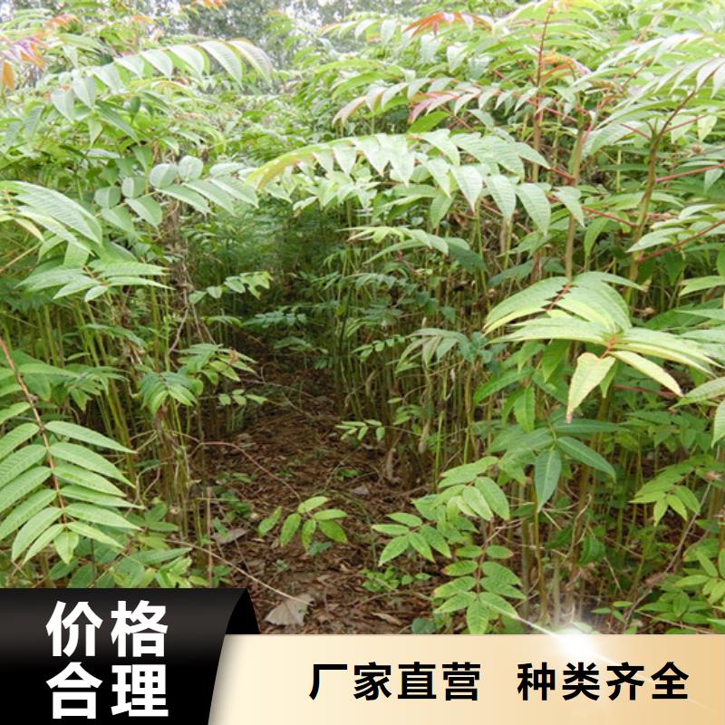 杏树苗-视频-河北省邯郸市|肥乡|涉县|秦皇岛|石家庄|保定|张家口|邢台|沧州|承德杏树苗-轩园