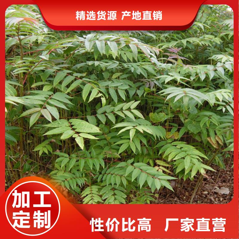 杏树苗-视频-河北省邯郸市|肥乡|涉县|秦皇岛|石家庄|保定|张家口|邢台|沧州|承德杏树苗-轩园
