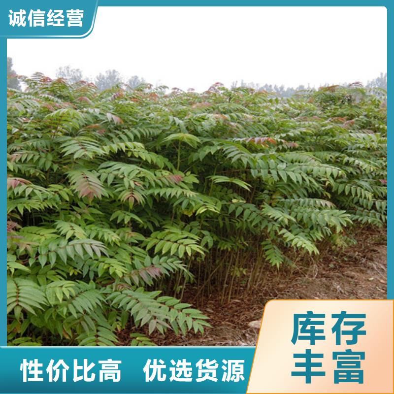杏树苗-视频-河北省邯郸市|肥乡|涉县|秦皇岛|石家庄|保定|张家口|邢台|沧州|承德杏树苗-轩园