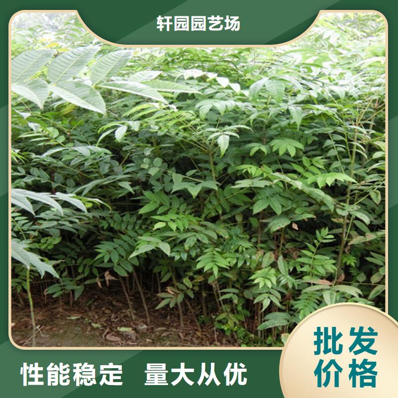 香椿嘎啦苹果品质服务诚信为本