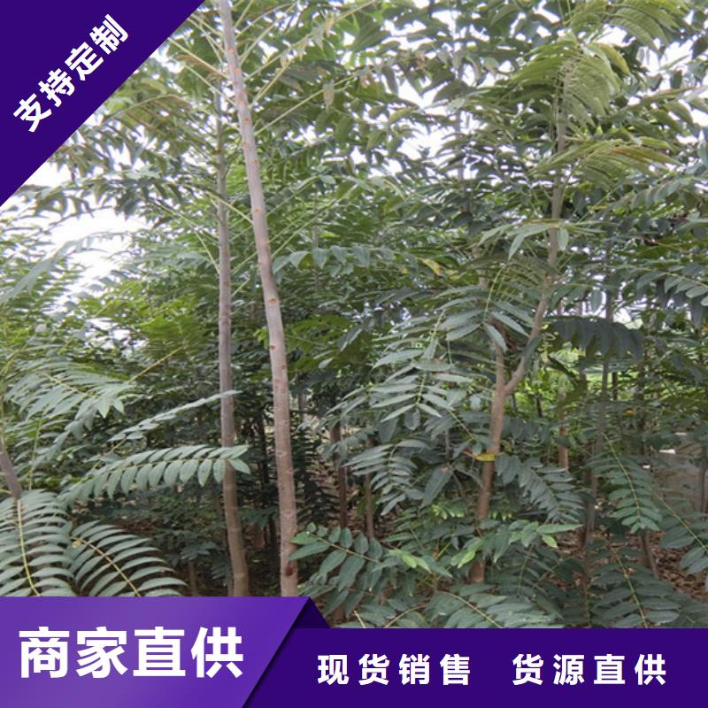 香椿黄瓜苗质量层层把关