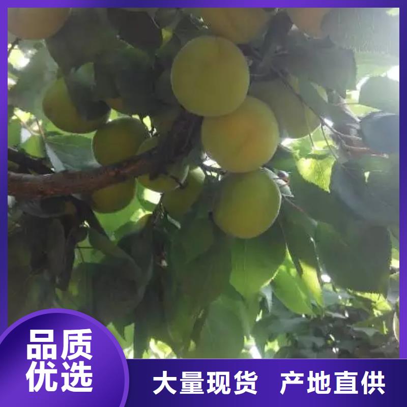 杏苹果苗一站式供应厂家