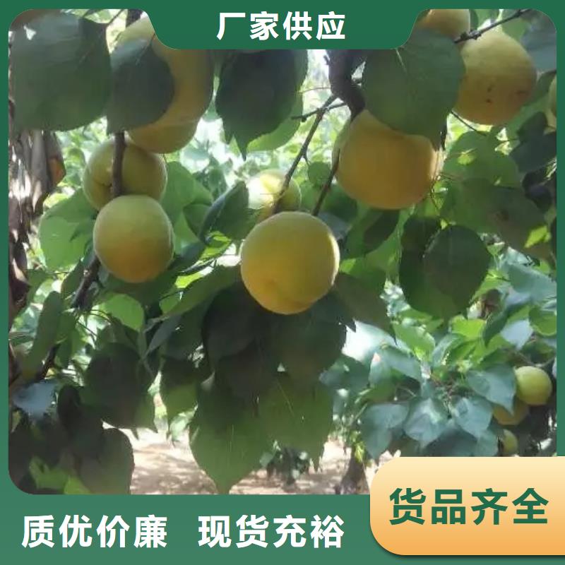 杏苹果苗一站式供应厂家