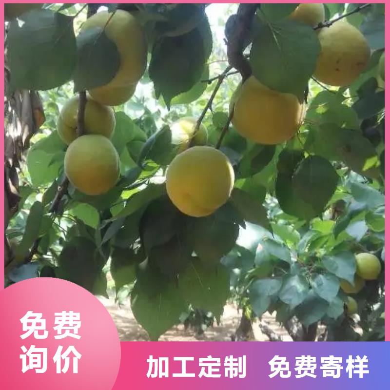 杏-板栗苗放心得选择