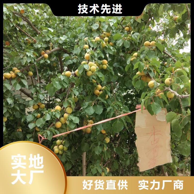杏-板栗苗放心得选择