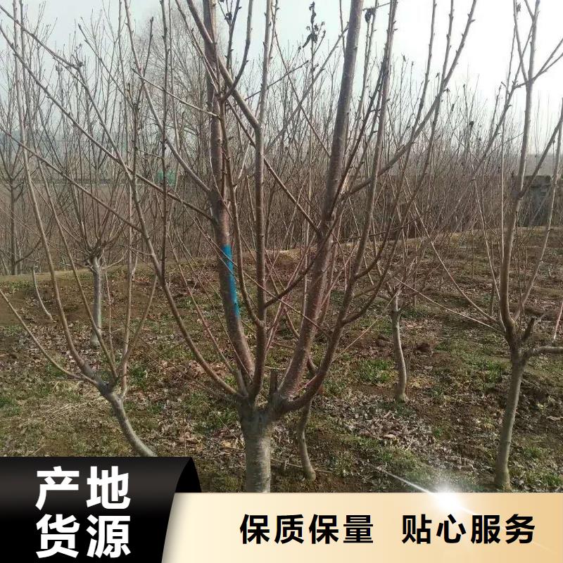 杏-樱桃苗有实力有经验