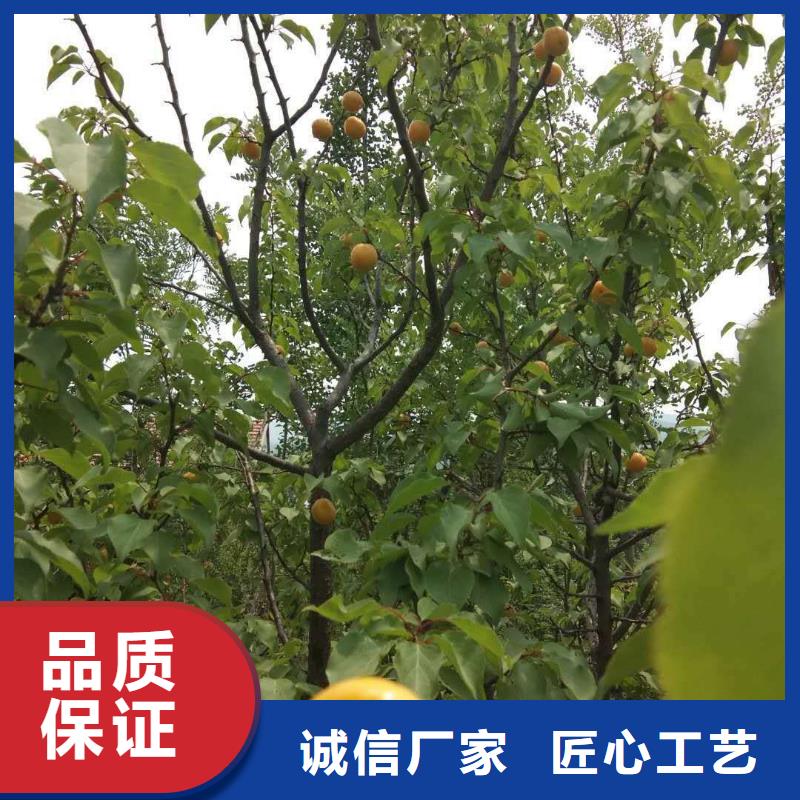杏猕猴桃苗现货销售